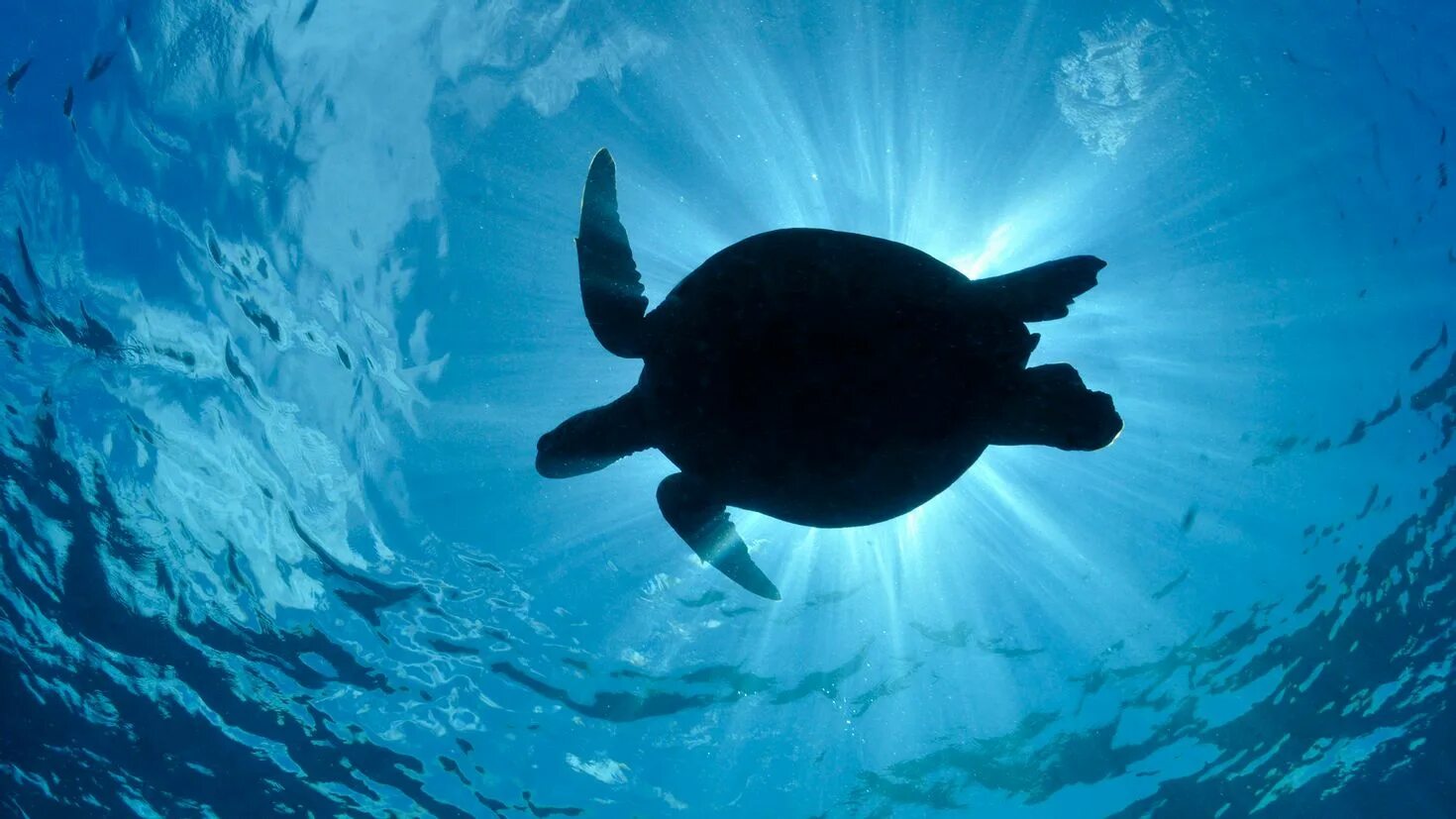 Turtle screen