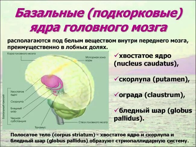 Базальные ядра головного мозга функции таблица. Базальные подкорковые ядра головного мозга. Базальные ганглии ограда. Подкорковые ядра головного мозга функции.