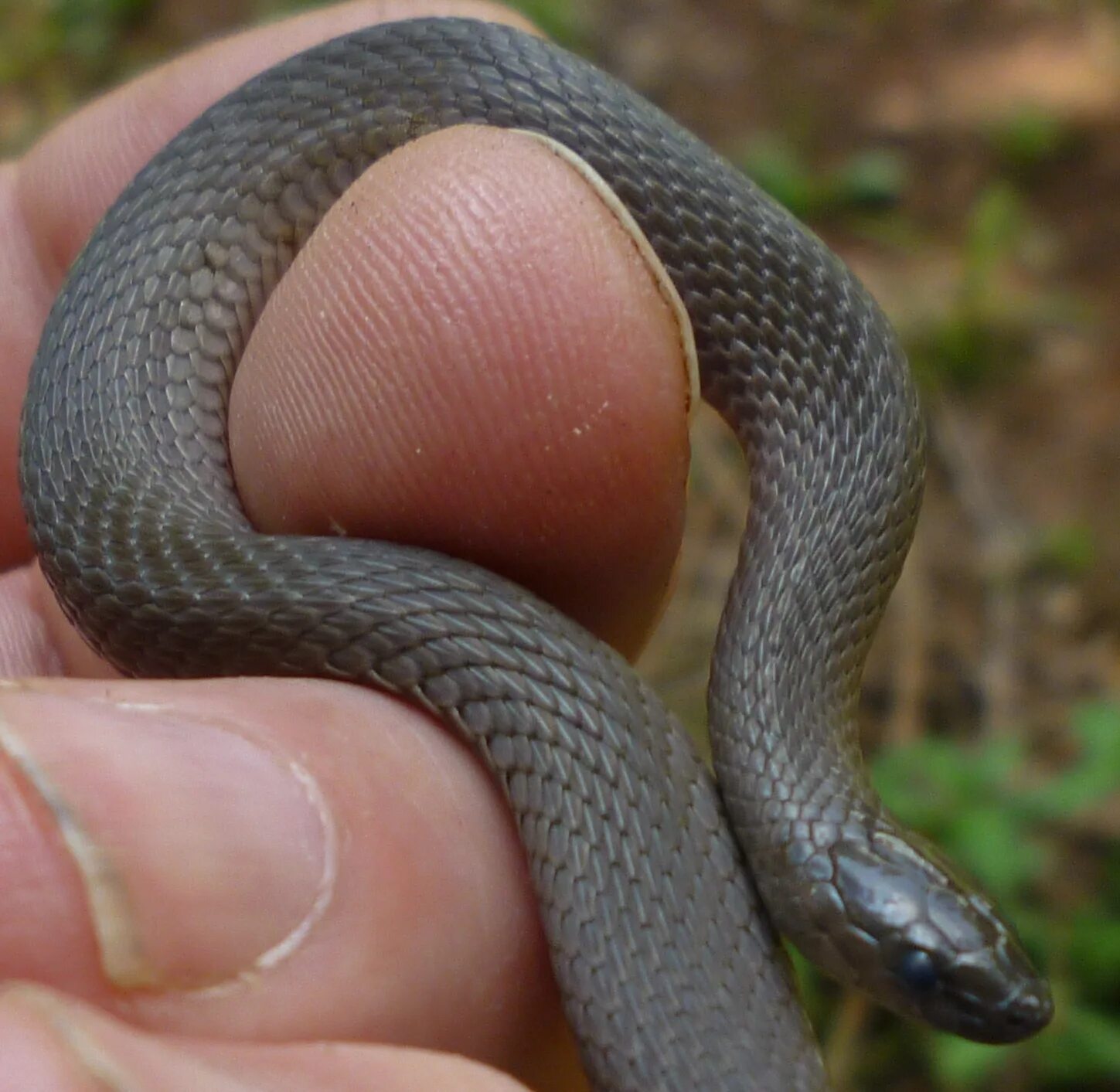 Aberrant Snakes