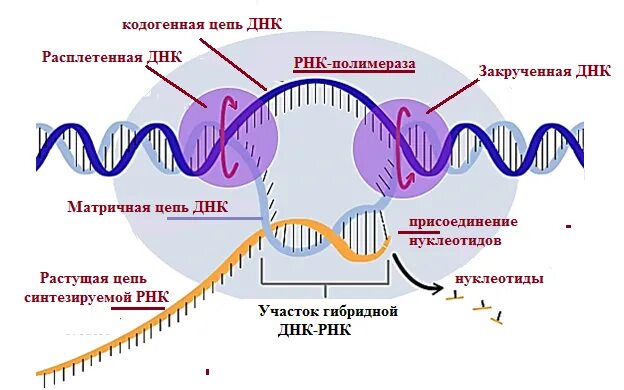 При синтезе рнк наращивается ее какой конец. При синтезе рнк наращивается ее какой конец
