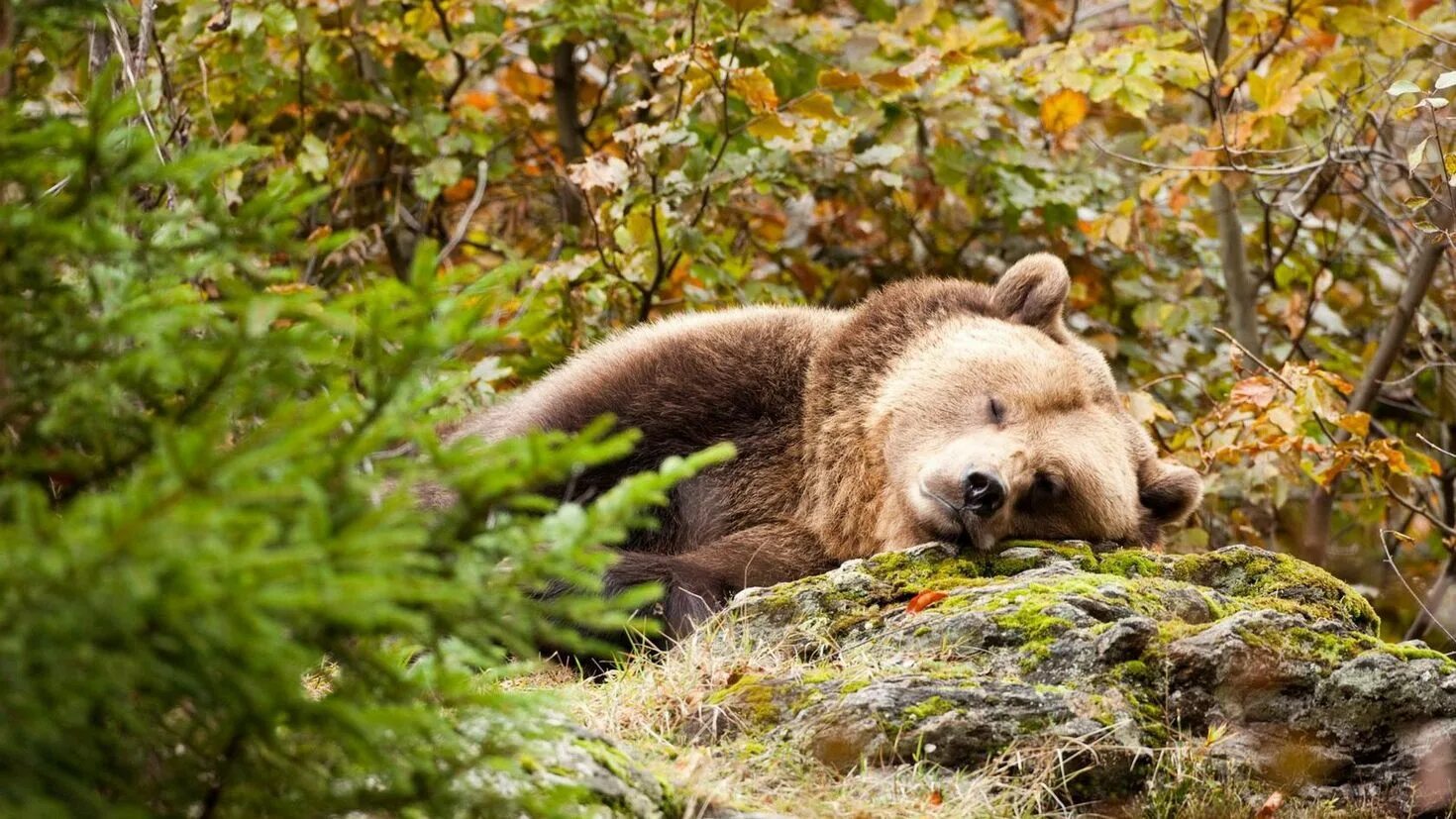 Sleeping bears