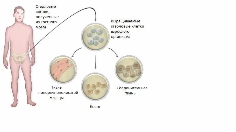 Сколько стволовых клеток. Мезенхимальные стволовые клетки из жировой ткани. Стволовые клетки костного мозга. Стволовые клетки из костного мозга. Мезенхимальные стромальные стволовые клетки.
