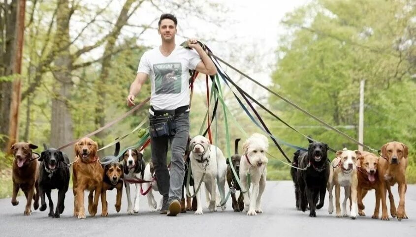 Человек и много собак. Выгульщики собак. Много собак на поводке. Прогулка с собакой.