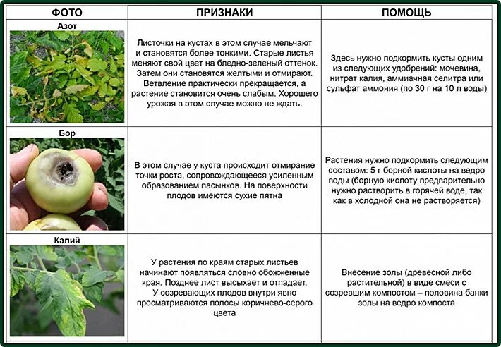 Нехватка микроэлементов у рассады томатов. Таблица дефицита микроэлементов у томатов. Нехватка элементов у томатов описание с фотографиями. Таблица болезней помидор.