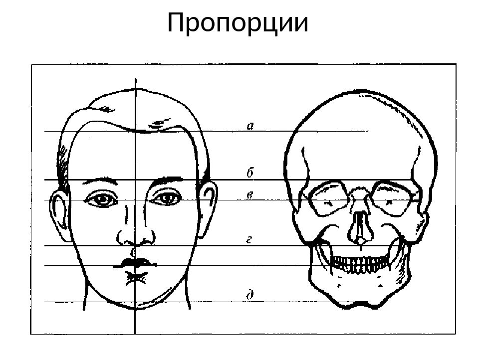 Лицо часть головы человека. Пропорции лица человека для рисования сбоку. Схема пропорции головы человека в профиль. Пропорции головы человека рисунок. Конструктивное строение головы.