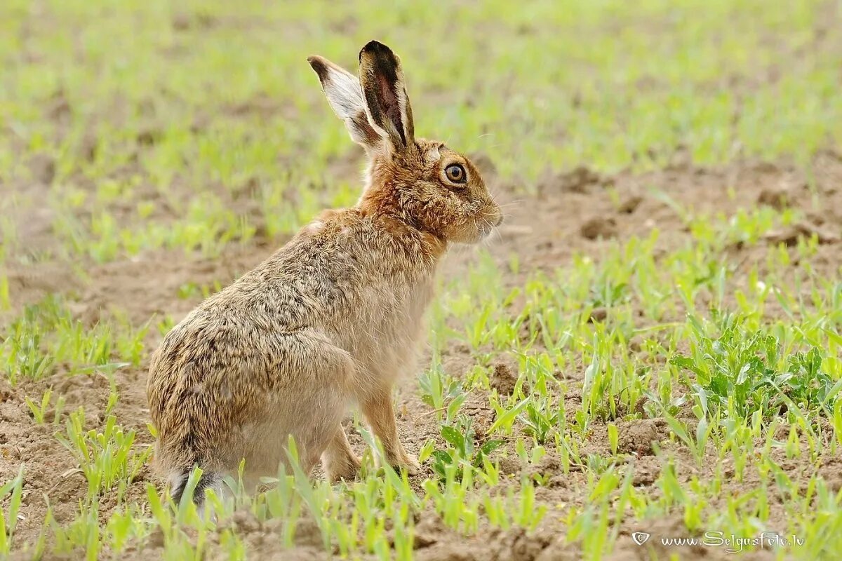 Заяц Русак (Lepus europaeus). Lepus europaeus (Pallas, 1778) - заяц-Русак. Крымский заяц Русак. Заяц Русак в Крыму. Тело зайца русака