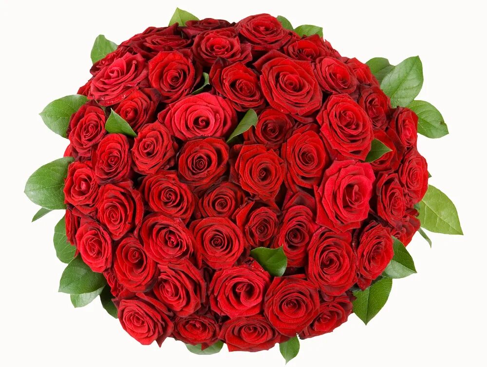 Roz. Букет роз. Букет красных роз. Большой букет красных роз. Букет цветов розы красные.