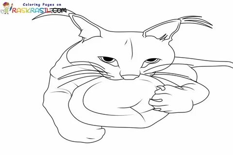 Шлепа раскраска кот распечатать