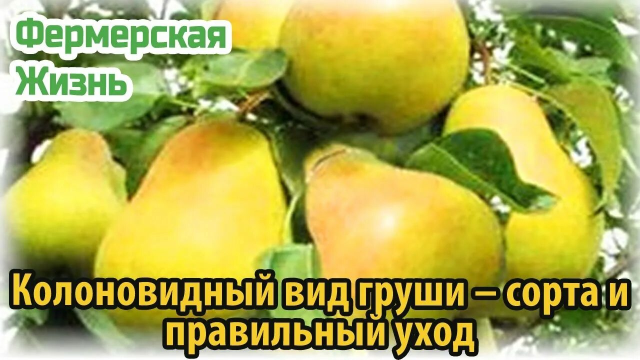 Груша колоновидная Кармен. Груша колонновидная Даликор. Груша декора колоновидная. Груша карликовая медовая. Колоновидная груша для подмосковья лучший сорт