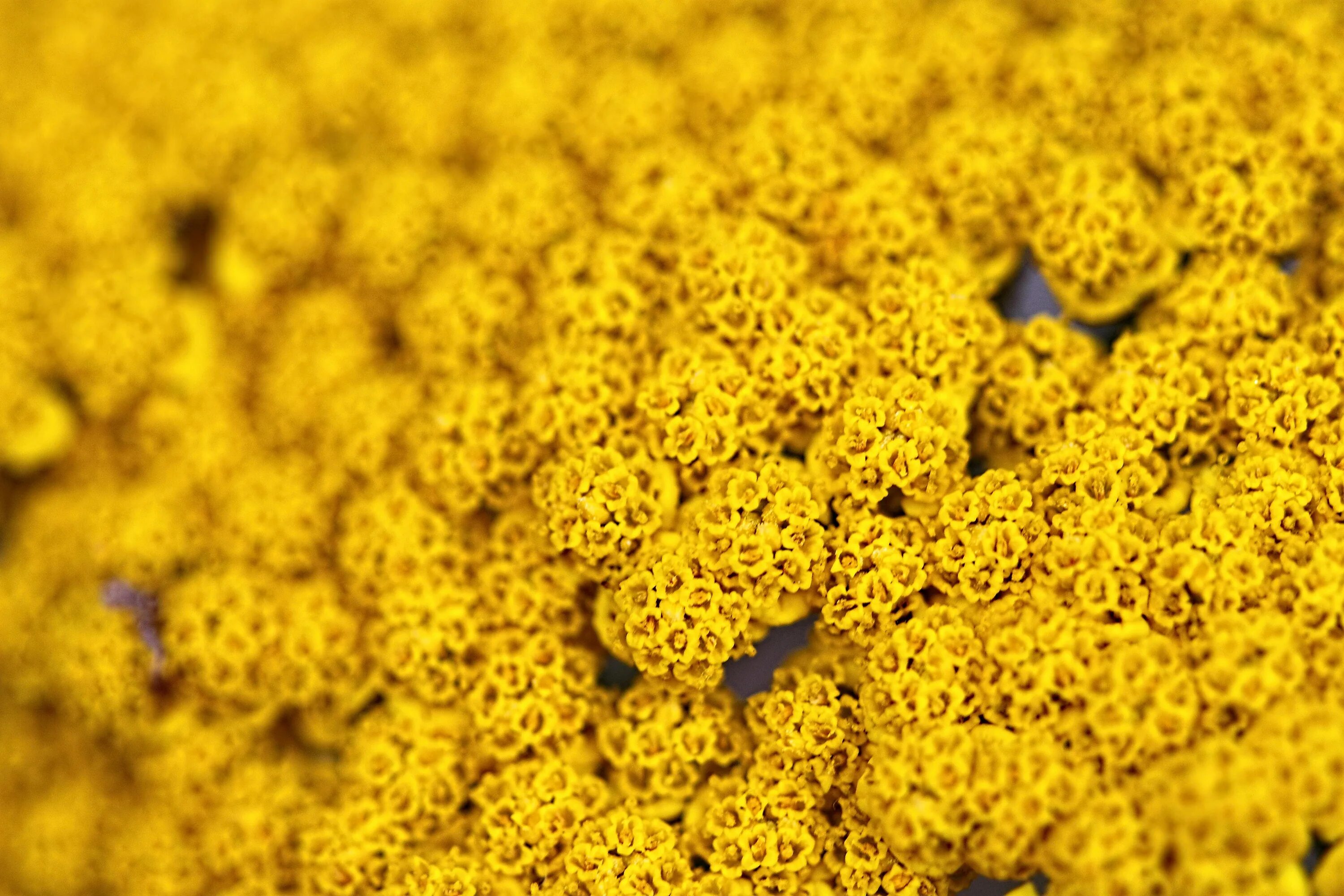 Пыльца сайт. Пыльца. Пыльца Цветочная. Пыльца на цветке. Цветочная пыльца под микроскопом.