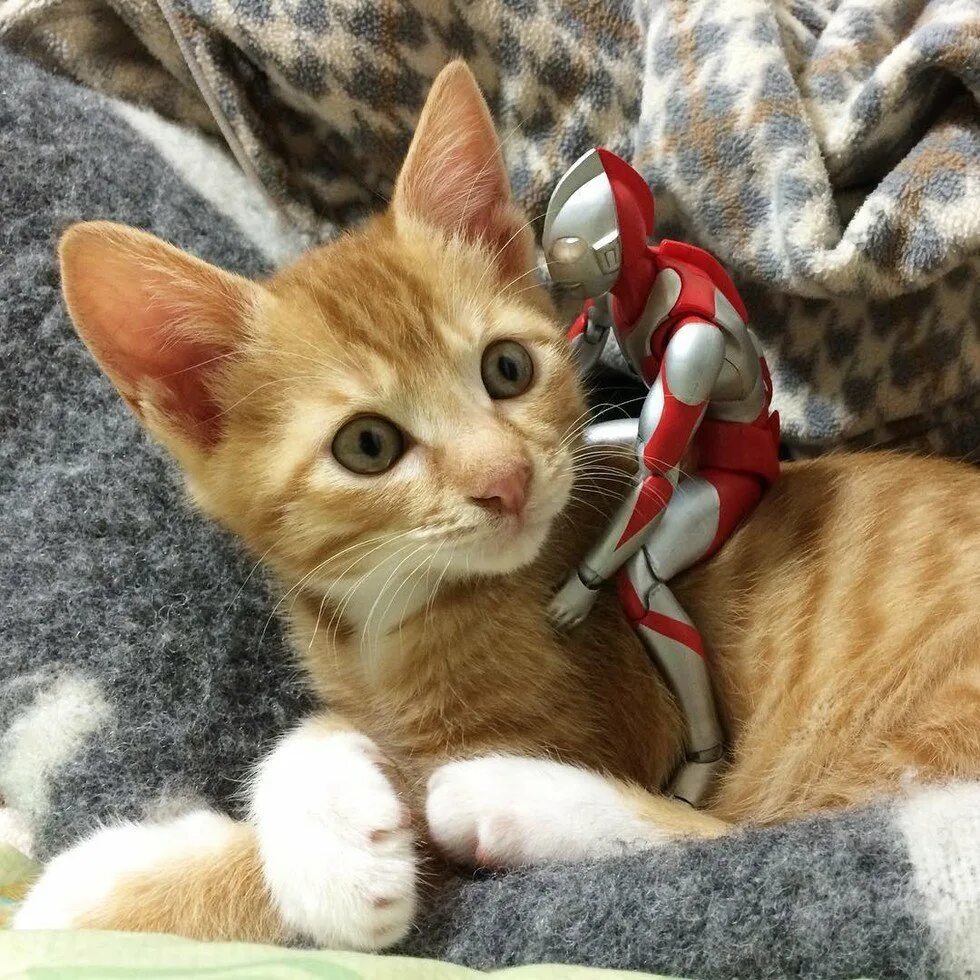 Котята их жизнь