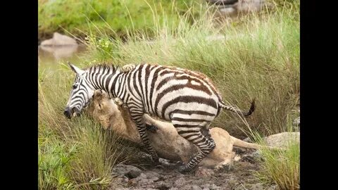 Wildlife videos