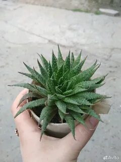 Кактусы и розы