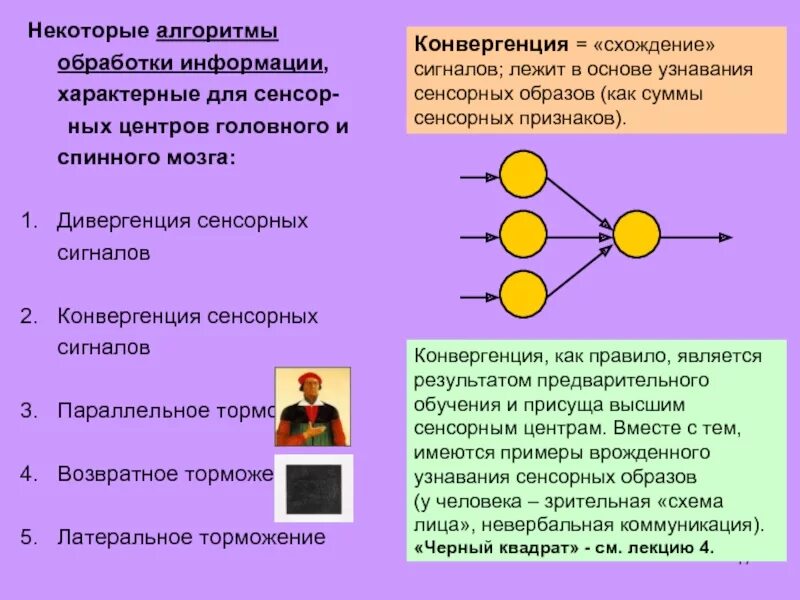 Конвергенция и дивергенция в ЦНС. Дивергенция сенсорных сигналов. Конвергенция физиология ЦНС. Конвергенция нервных центров.