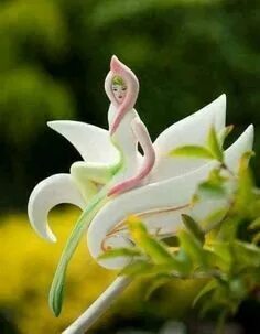 Saint avangeline your rarest of flowers