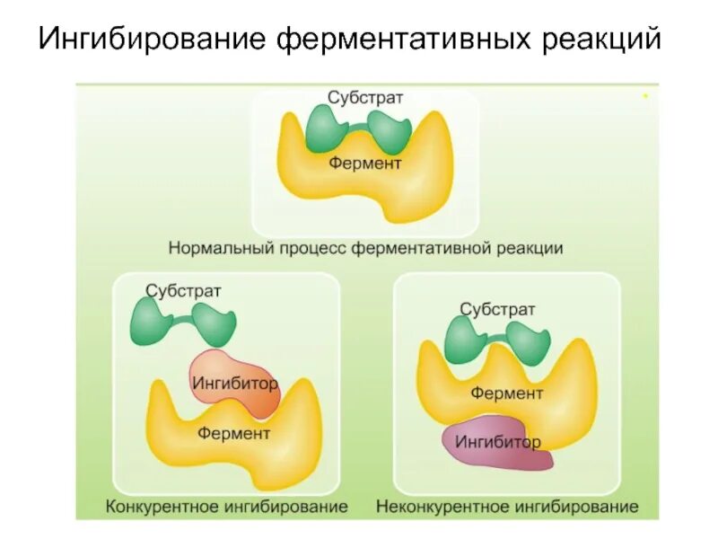 Неспецифические ферменты. Обратимое конкурентное ингибирование ферментов. Механизмы ингибирования ферментов. Ингибиторы ферментов. Обратимые ингибиторы ферментов.