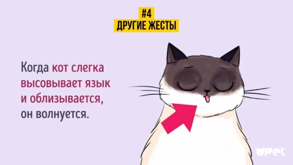 Говорить на языке кота. Жесты кота. Как понимать жесты кошки. Понимание кошачьего языка. Язык жестов котов.