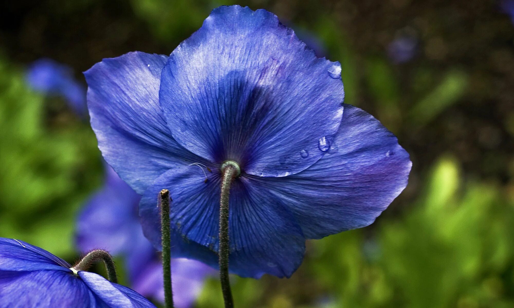 Гималайский голубой мак. Меконопсис Гималайский Мак. Meconopsis Grandis. Синий Мак Меконопсис.