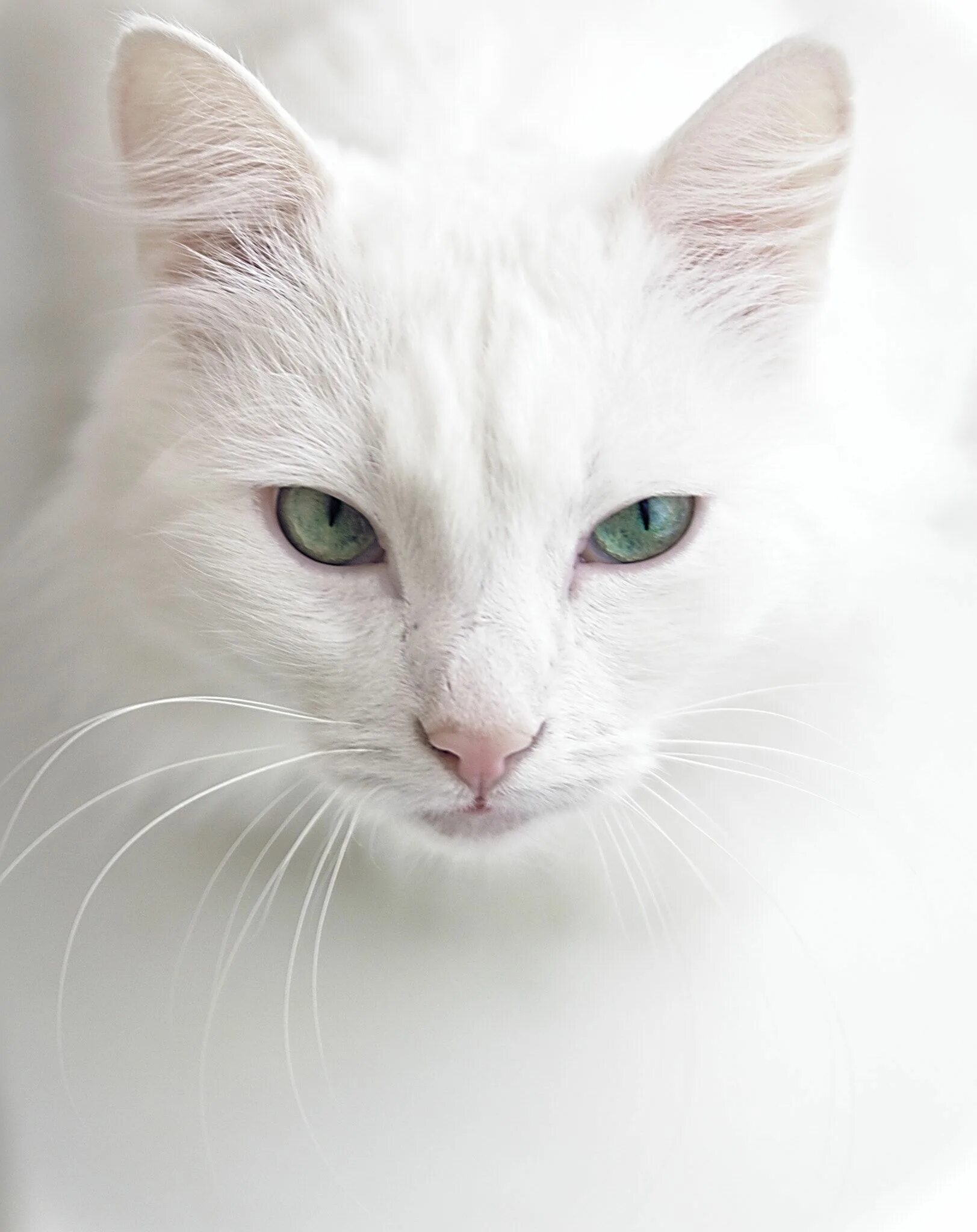 Белые кошечки картинки. Ангорская кошка альбинос. Порода кошек альбинос. Сиамская кошка альбинос. Турецкая ангора разноглазая.