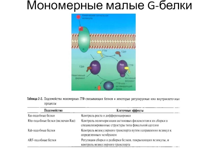 Транспорт белков внутриклеточный. Мономерные g белки. Функции g белков. Функция g белка. Мономерные и олигомерные белки.