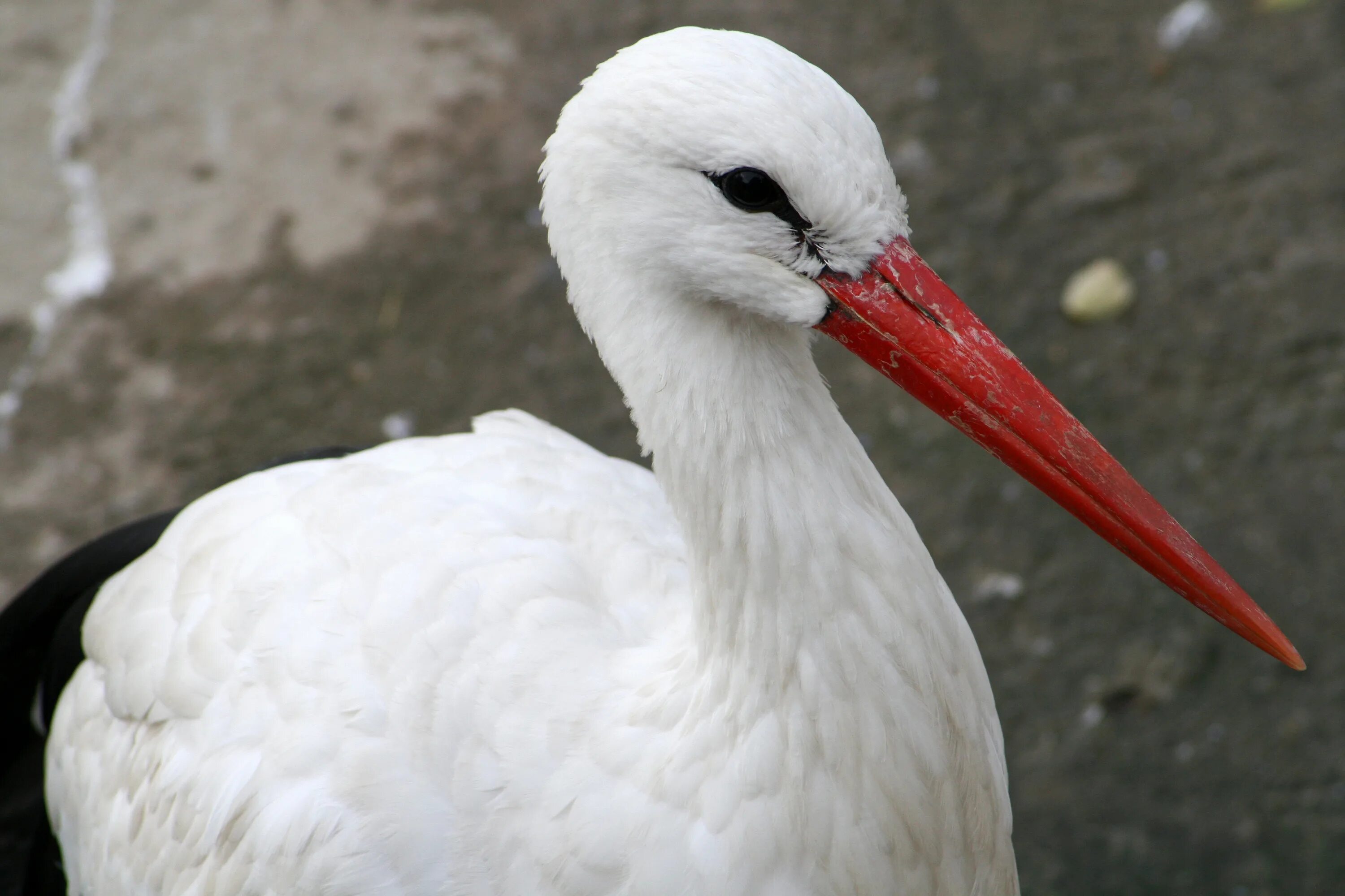 Белая птица с длинным красным клювом. Материковый кулик-сорока. Обыкновенный кулик-сорока. Белая птица с длинным красным клювом. Haematopus longirostris.