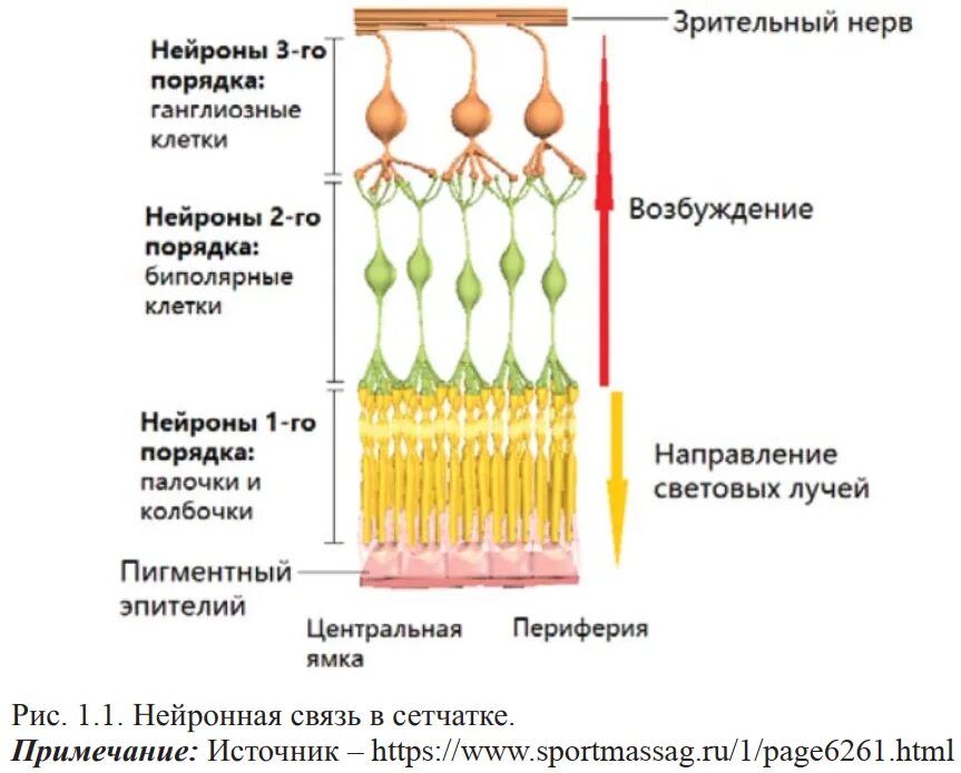 Сетчатка тело функции. Палочки и колбочки сетчатки гистология. Палочки и колбочки сетчатки глаза строение. Нервные клетки сетчатки палочки и колбочки. Схема нейронного состава сетчатки глаза.