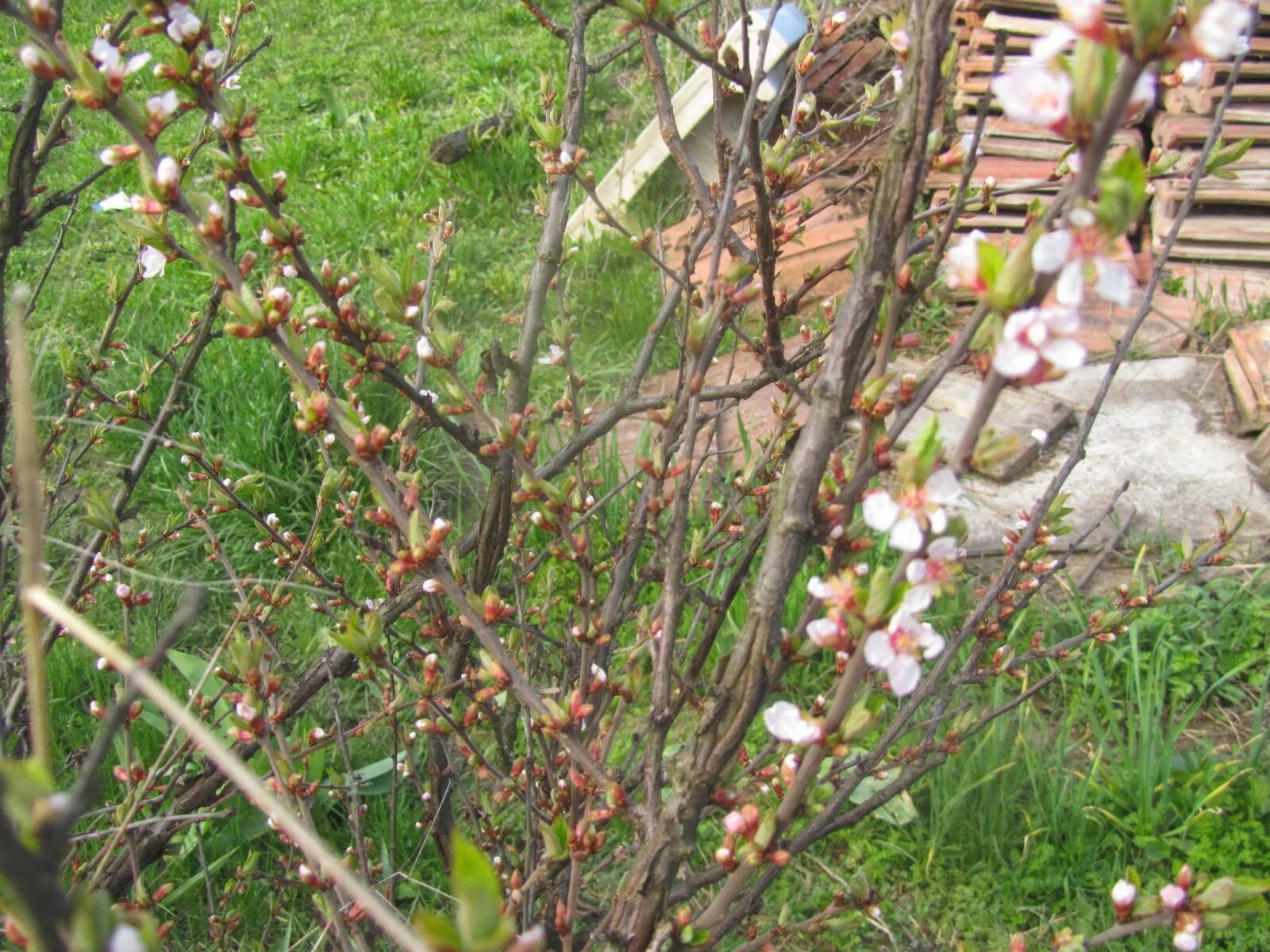Вишня после цветения засыхает. Монилиоз войлочной вишни. Монолиоз у войлочной вишни. Фундазол войлочная вишня. Войлочная вишня куст.