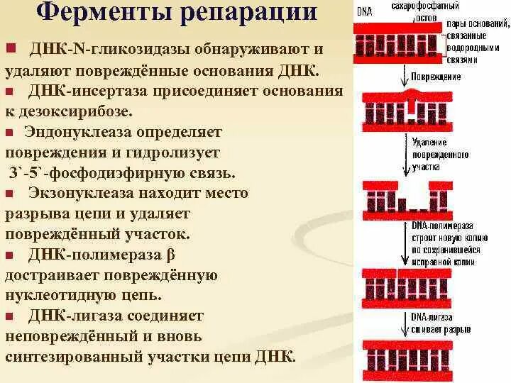 Достройте цепочку днк. Фермент репарации днк - экзонуклеаза. эндонуклеазы репарации. функция днк в репарации эндонуклеаза. фермент хеликаза функции.