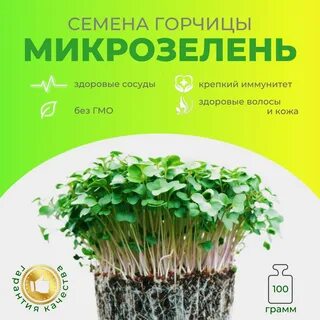 Микрозелень на бумаге