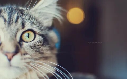 Котя ютуб