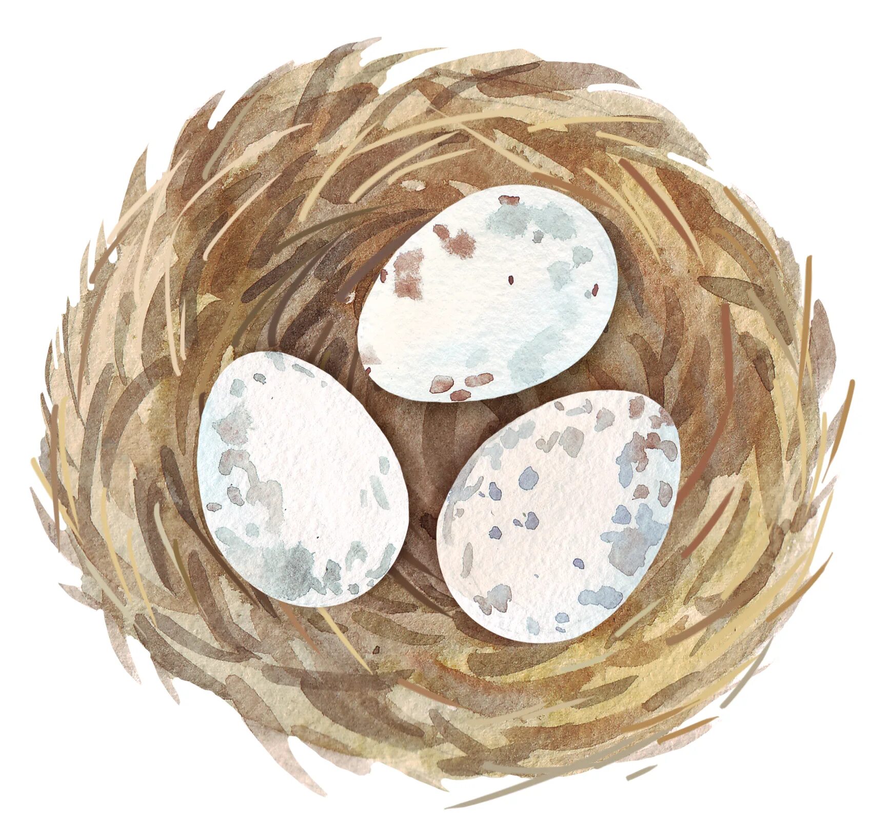 К чему снится куриное гнездо. Гнездо с яйцами. Гнездо с яйцами рисунок. Гнездо иллюстрация. Гнездо мультяшная.