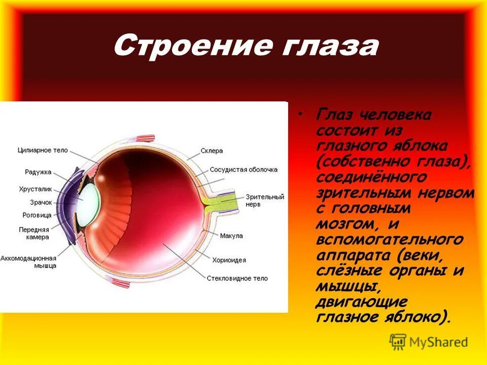 Белочная оболочка глазного яблока. Функции структур глазного яблока. Части глаза строение и функции таблица. Схема внутреннего строения глаза. Внутренняя оболочка глаза строение.