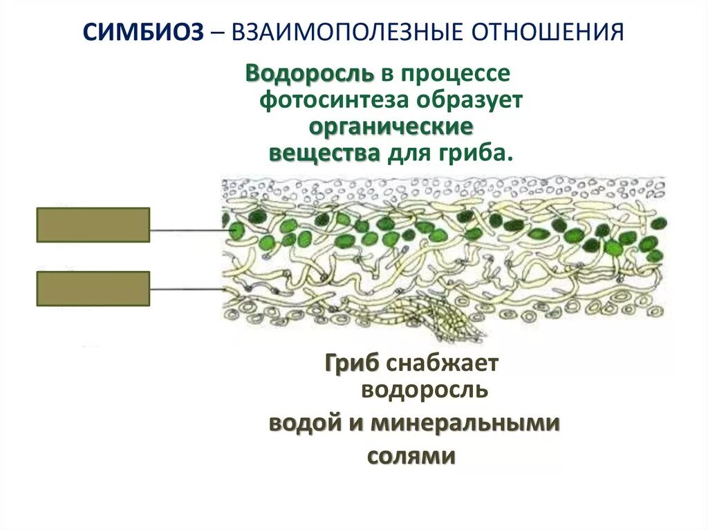 Из каких организмов состоит тело лишайника. Симбиоз грибов и водорослей в лишайнике. Строение симбиоз лишайников. Строение симбиотического лишайника. Лишайник это симбиоз.