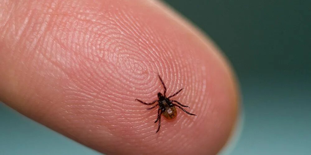Tick bite make you allergic to