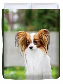 Papillon бабочка