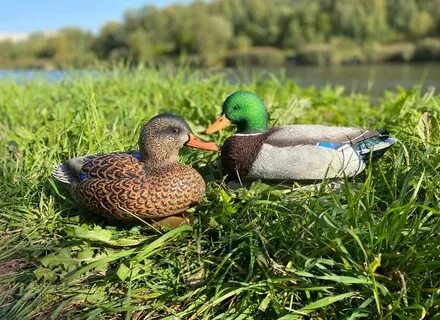 4 duck