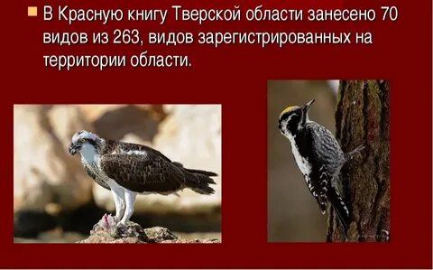 Тверская красная книга