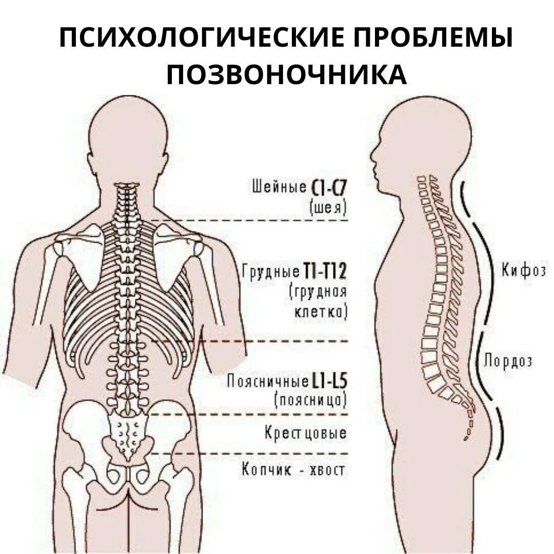 Позвоночник человека пояснично крестцовый отдел. Схема пояснично-крестцового отдела позвоночника. Крестцовый отдел позвоночника схема. Позвонки пояснично крестцового отдела. Органы крестцового отдела