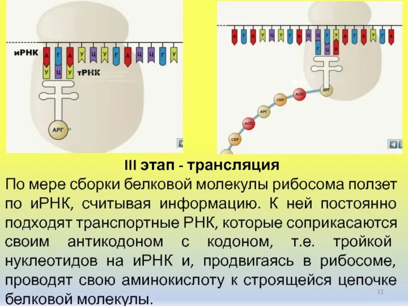 Кодоны ИРНК. ТРНК И ИРНК. Считывание информации с ИРНК В рибосомах это. Сборка молекул белков. Кодоны т рнк