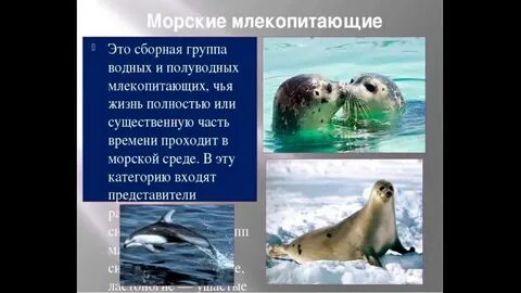 Укажите особенности водных и полуводных млекопитающих