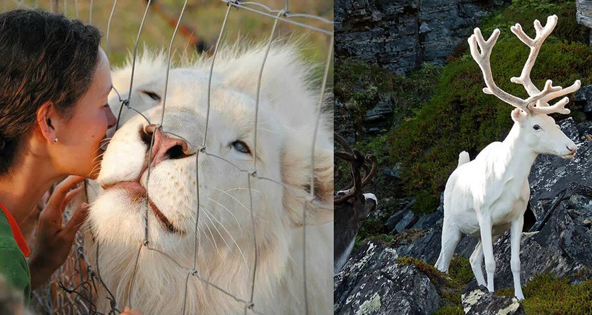 Животные альбиносы охота на них. Северный олень альбинос в профиль. Фото альбиносов среди животных красивые.