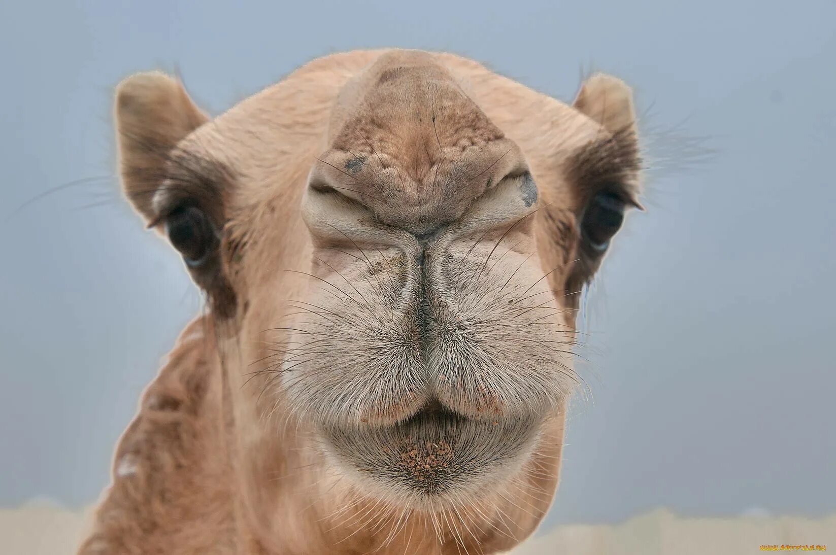 Дикий одногорбый верблюд австралийский. Верблюды попугай. Верблюды попугай. Дикий верблюд пржевальского. Шерсть верблюда.