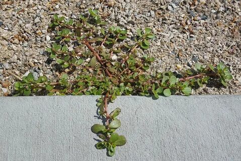 Plant this