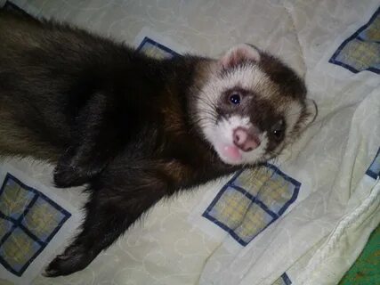 Library ferret