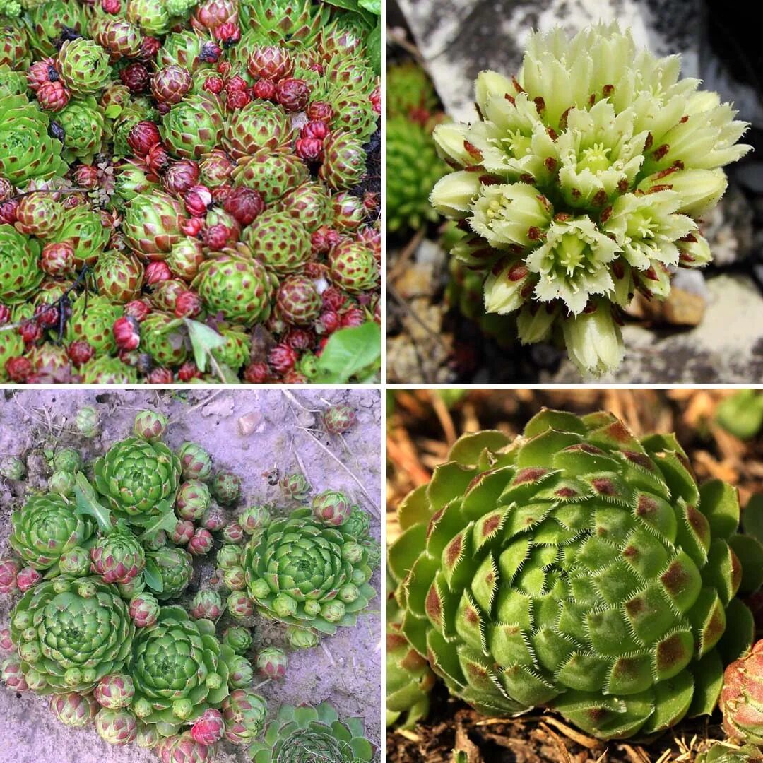 Почему молодило вытягивается вверх. Молодило — sempervivum soboliferum. молодило побегоносное. молодило soboliferum (побегоносное). молодило отпрысковое.