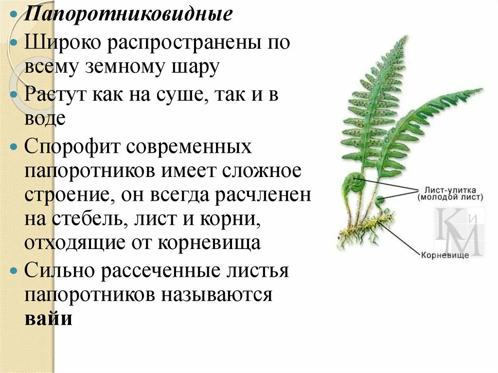 Плауновые хвойные папоротниковые однодольные. Папоротникообразные плауны хвощи папоротники. Хвощ плаун и папоротник 5 класс биология строение и функции. Папоротники характеристика биология. Папоротники хвощи плауны строение.