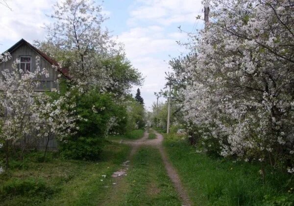 Агидель, яблоневый сад. Екатерининский яблоневый сад. Деревенский дом с яблоневым садом. Деревня яблоня. Черемуха цветет в деревне.