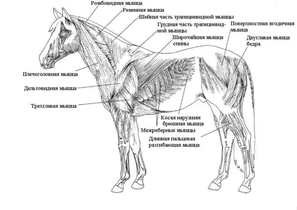 Лошади разбор. Строение уздечки для лошади схема. Строение седла и уздечки для лошади. Из чего состоит седло для лошади схема. Недоуздок для лошади строение.