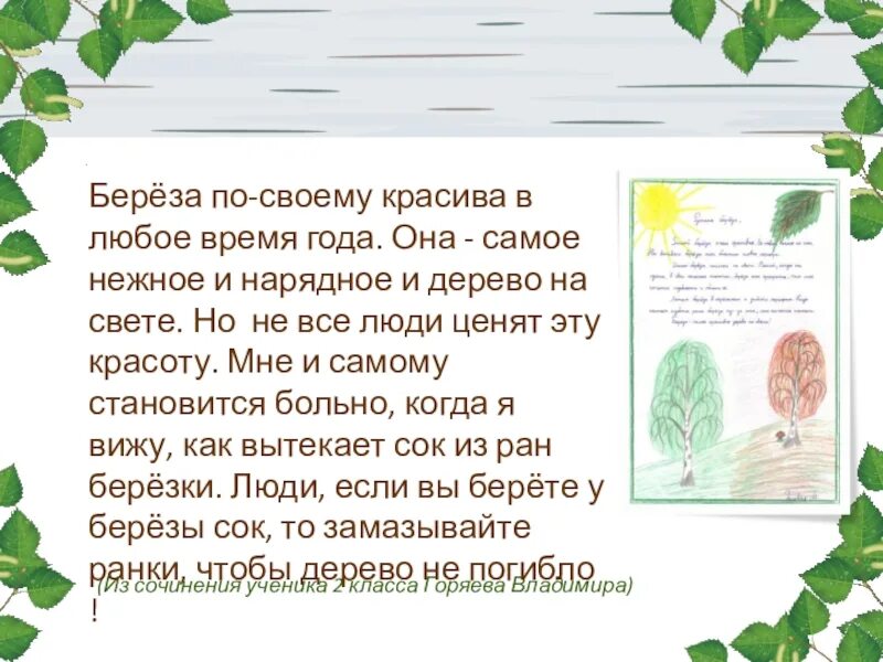 Сочинение про березу. Сказка о Березе. Сочинение на тему береза. Маленький рассказ о Березе. Березка 4 класс