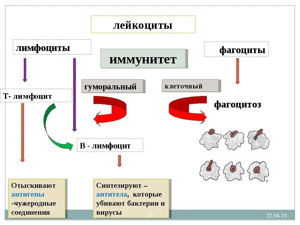 Эритроциты и лейкоциты и антитела. Лимфоциты и лейкоциты разница. лейкоциты фагоциты и лимфоциты. иммунная система лейкоциты и фагоциты. чем отличаются лейкоциты от лимфоцитов.